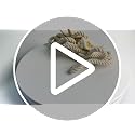 Natural Starfish Rope Curtain Tiebacks - 2 Pack Coastal Decor