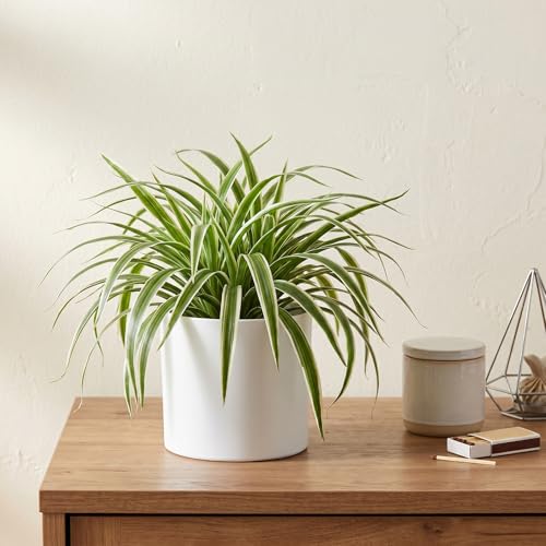 15-Inch Artificial Spider Plant - Lifelike Greenery for Home Decor