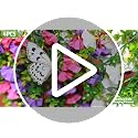 4-Pack UV Resistant Artificial Hanging Flowers - Faux Petunias & Eucalyptus for Indoor/Outdoor Decor