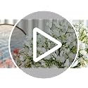 N&T NIETING 6Pcs Real Touch Artificial Baby's Breath Flowers for Home Decoration