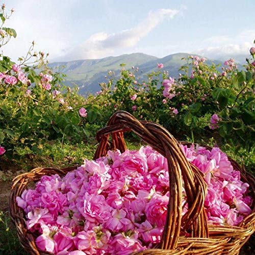 Bulgarian Rose Moisturizing Shampoo with Natural Rose Oil - Hydrating Formula