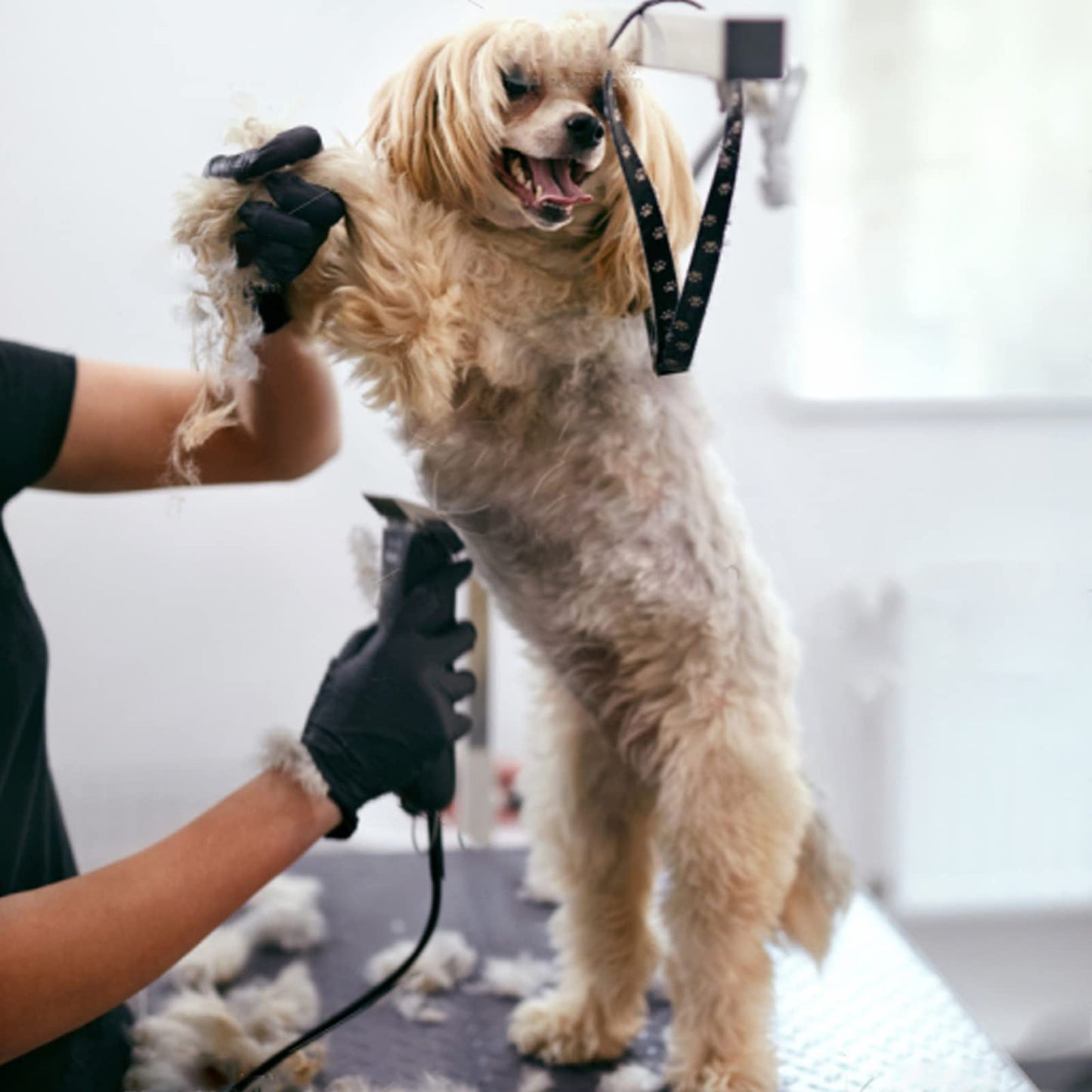10 Blade Dog Grooming Clipper Blades Compatible with Andis Dog Clippers,Detachable Stainless Steel Blade,Size 10, 1/16-Inch Cut Length