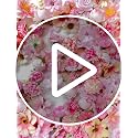 Artificial Pink Silk Rose Flower Heads - 50 Pack for DIY Crafts