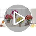 4 Pack Faux Daisy & Eucalyptus Potted Artificial Plants