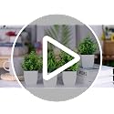 Der Rose 4-Pack Faux Plants in White Pots for Indoor Decor