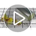 Picowe Clear Cake Collars - 4" x 394" Acetate Rolls for Baking