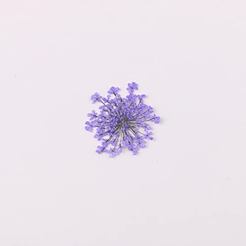100 Natural Pressed Dried Flower Petals - Ammi Majus for DIY Crafts