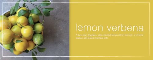 Mangiacotti Lemon Verbena Liquid Hand Soap - 12 Oz Plant-Based