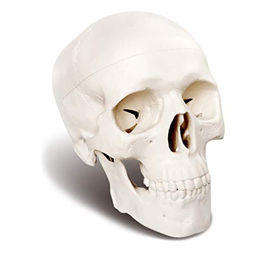 Human Skull Anatomy Model - 3 Parts Palm-Sized for Medical Study