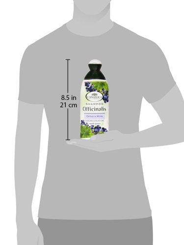 L'Angelica Officinalis Regulating Shampoo for Greasy Hair with Nettle & Myrtle