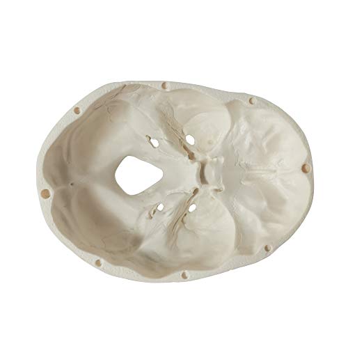 Human Skull Anatomy Model - 3 Parts Palm-Sized for Medical Study
