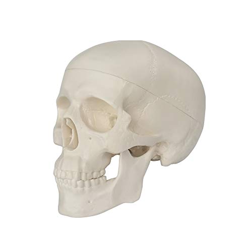 Human Skull Anatomy Model - 3 Parts Palm-Sized for Medical Study