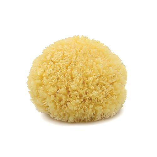Neptune Natural Caribbean Sea Sponge - Medium Exfoliating Bath Sponge (5-6 in)