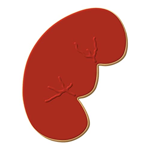 Kidney Cookie Cutter – 4 Inch Durable Plastic | USA Made