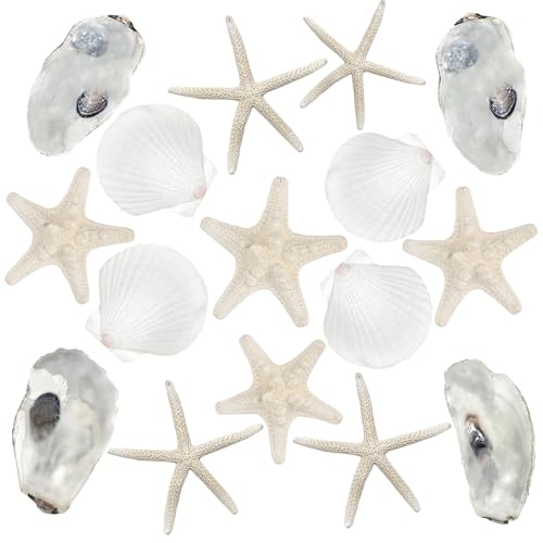 Fangoo 16Pcs Natural Starfish & Scallop Shells for Crafts