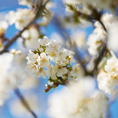 L'Occitane Cherry Blossom Perfumed Soap 1.7oz (Pack of 2)