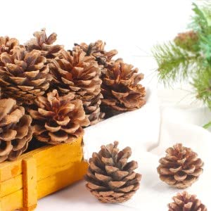 18 Natural Pine Cones for Rustic Christmas & Fall Decor