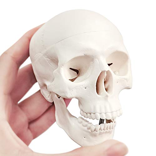 Human Skull Anatomy Model - 3 Parts Palm-Sized for Medical Study