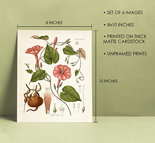 Vintage Botanical Flower Wall Art Set of 6 - 8x10 Inch Prints