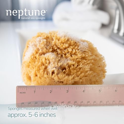 Neptune Natural Caribbean Sea Sponge - Medium Exfoliating Bath Sponge (5-6 in)