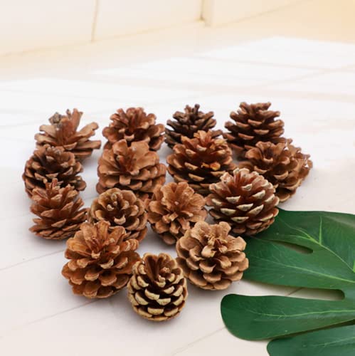 18 Natural Pine Cones for Rustic Christmas & Fall Decor