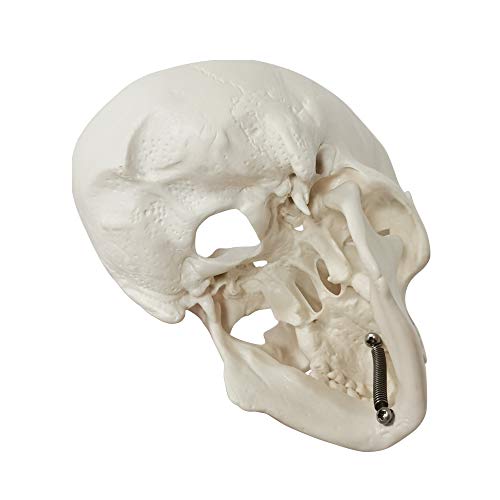 Human Skull Anatomy Model - 3 Parts Palm-Sized for Medical Study