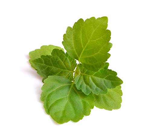US Organic Patchouli Essential Oil 0.33 Fl Oz - USDA Organic, Steam Distilled, Aromatherapy & DIY Use
