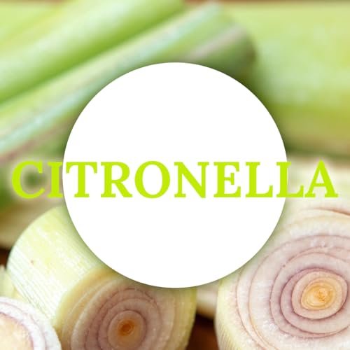 Citronella Tea Candles - 12 Pack, 4 Hour Burn, Natural Soy Wax