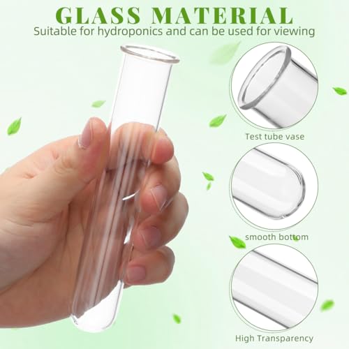 Hydroponic Plant Propagation Tubes - 4 Clear Glass Vases for Home