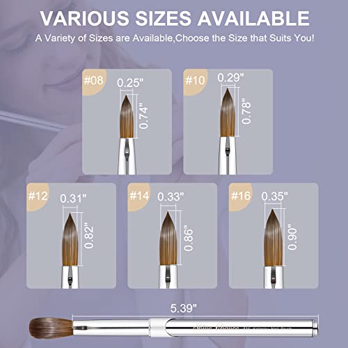 Shine Chance 12 Oval Acrylic Nail Brush with 100% Kolinsky Sable Hair – Silver Handle