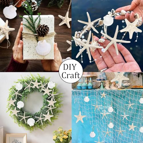 Fangoo 16Pcs Natural Starfish & Scallop Shells for Crafts