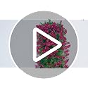 Artificial Morning Glory Vines - 2 Pcs UV Resistant Fake Flowers for Wall Decor