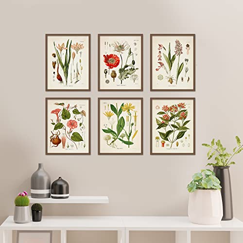 Vintage Botanical Flower Wall Art Set of 6 - 8x10 Inch Prints