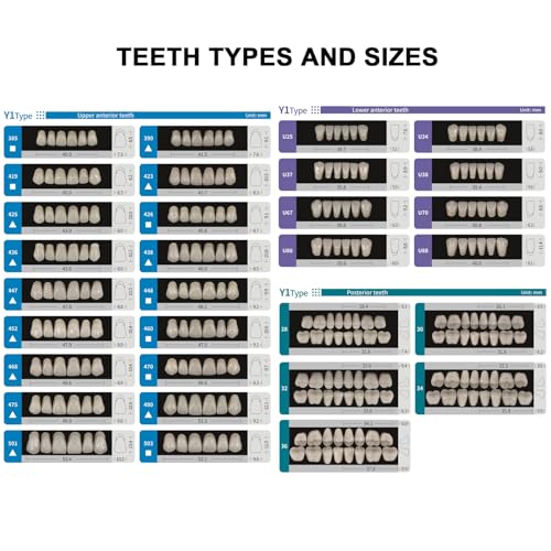 Easyinsmile Full Set Synthetic Resin Teeth A2 / A3 Replacement Dentures Halloween Props