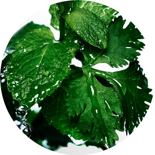 Davidoff Cool Water Aftershave Splash for Men With Notes of Coriander, Mint, Lavender & Amber