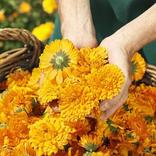 Balea Calendula Melkfett Skin Cream - Intensive Protection for Dry Skin 250ml