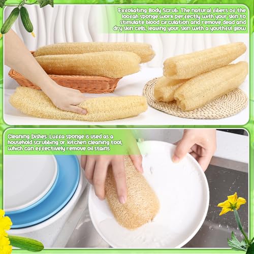 6 Pack Natural Loofah Sponges (13.8-15.7 Inch) for Kitchen & Bath