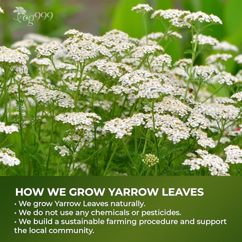 TOG999 Yarrow Leaf Herbal Tea Bags - 60 Count, Caffeine-Free & Vegan