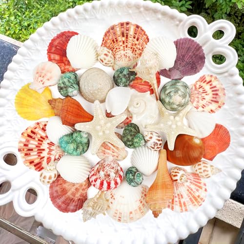 Natural Seashells & Starfish Set - 15 Ocean Shells for Crafts & Decor