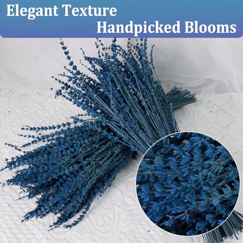 2 Bundles of Premium Preserved Blue Lavender Flowers - 17" Aromatic Stems for Home Decor & Crafts