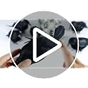 FOIMAS Halloween Black Crows - Realistic Feathered Ravens Prop, Pack of 6