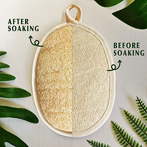 Natural Egyptian Loofah Body Scrubber 2 Pack - Exfoliating Bath Sponge