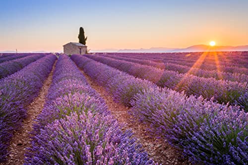 Organic Lavender Tea - 100% Raw Albanian Harvest, 4oz