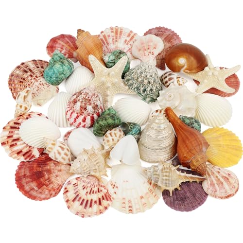 Natural Seashells & Starfish Set - 15 Ocean Shells for Crafts & Decor