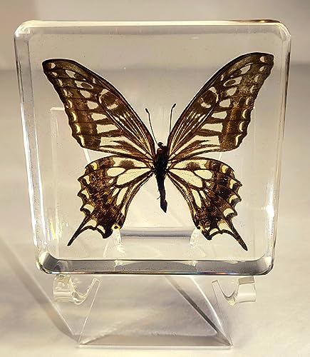 3" Acrylic Display Stand for Crystals and Stones - HQRP