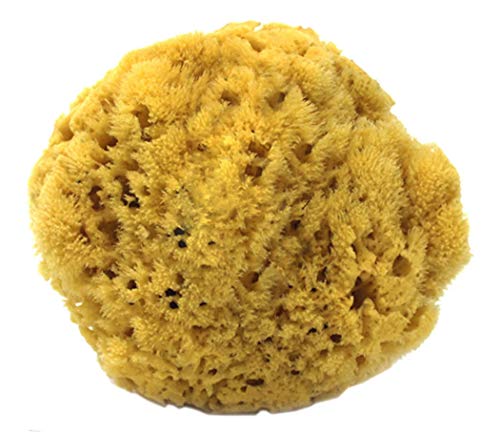 Natural Yellow Sea Sponge 5-6 Inch - Exfoliating Bath & Body Sponge