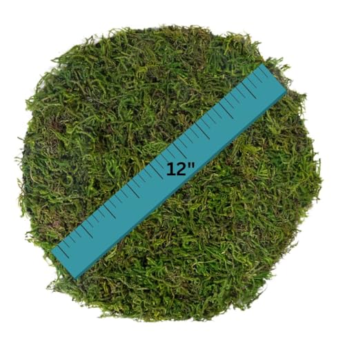 SuperMoss Preserved Moss Placemat - 12" Round Table Decor