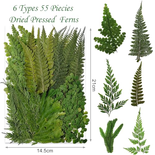 55 Pcs Dried Pressed Flowers & Green Leaves for Crafting