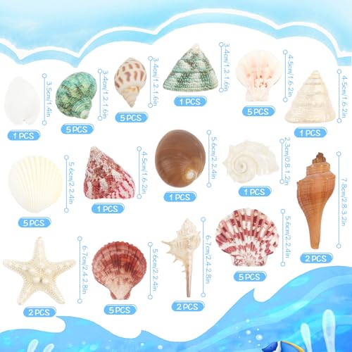 Natural Seashells & Starfish Set - 15 Ocean Shells for Crafts & Decor
