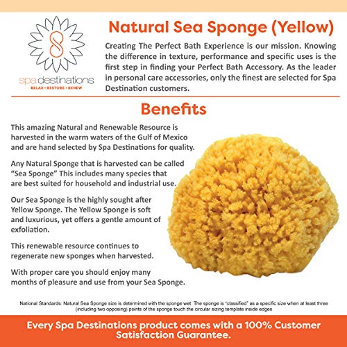 Natural Yellow Sea Sponge 5-6 Inch - Exfoliating Bath & Body Sponge
